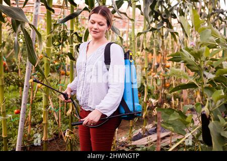 Jeune femme jardinière travaillant avec un appareil de pulvérisation dans une serre Banque D'Images