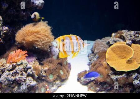 Le butterflyfish en copperband, également connu sous le nom de poisson de corail à bec. Banque D'Images