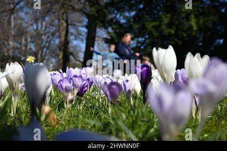 Wiesbaden, Allemagne. 03rd mars 2022. Les crocuses fleurissent à Palmengarten, à Francfort. Le soleil et le ciel bleu réveillent l'anticipation du printemps à Hesse. Les hembers sont déjà dans la nature depuis un certain temps. (À dpa 'Spring in the starting blocks - no all-clear for Hesse's forgees') Credit: Arne Dedert/dpa/Alay Live News Banque D'Images