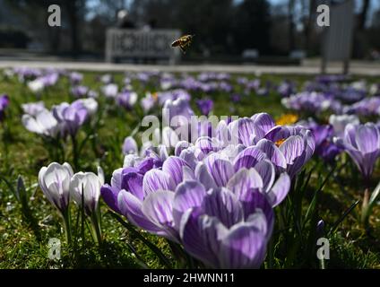 Wiesbaden, Allemagne. 03rd mars 2022. Une abeille survole un lit de crocus dans le Palmengarten de Francfort. Le soleil et le ciel bleu réveillent l'anticipation du printemps à Hesse. Les hembers sont déjà dans la nature depuis un certain temps. (À dpa 'Spring in the starting blocks - no all-clear for Hesse's forgees') Credit: Arne Dedert/dpa/Alay Live News Banque D'Images