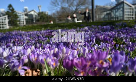 Wiesbaden, Allemagne. 03rd mars 2022. Les crocuses fleurissent à Palmengarten, à Francfort. Le soleil et le ciel bleu réveillent l'anticipation du printemps à Hesse. Les hembers sont déjà dans la nature depuis un certain temps. (À dpa 'Spring in the starting blocks - no all-clear for Hesse's forgees') Credit: Arne Dedert/dpa/Alay Live News Banque D'Images