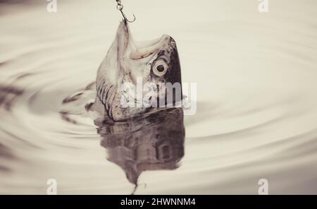 Pêche en rivière. Capture un poisson. Concepts de pêche réussie. Truite brune attrapée dans un filet de pêche. Banque D'Images