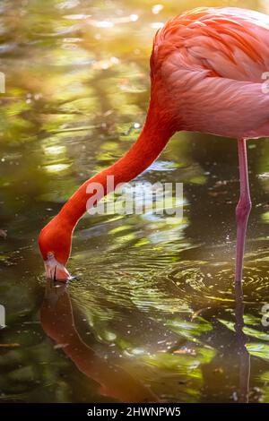 Flamants des Caraïbes (Phoenicopterus ruber ruber) au zoo et jardins de Jacksonville, Floride. (ÉTATS-UNIS) Banque D'Images