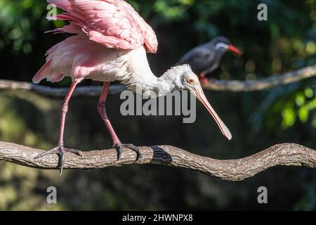 Roseate spoonbill (Platalea ajaja) et une Inca tern (Larosterna inca) au zoo et jardins de Jacksonville, en Floride.(ÉTATS-UNIS) Banque D'Images