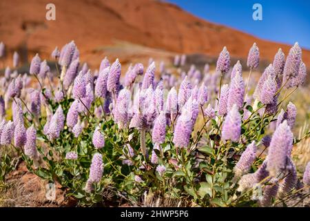 YULARA, AUSTRALIE - 6 2021 JUIN : gros plan des fleurs de mulla mulla avec un dôme Kata tjuta au loin dans le parc national uluru-kata tjuta du Banque D'Images