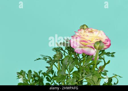 Fleur rose et crème « Ranunculus Asiaticus » sur fond vert menthe Banque D'Images