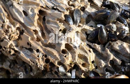 Wustrow, Allemagne. 02nd mars 2022. Détruit par le navire borer (Teredo navalis) Sont de vieux gruynes de billes stockées derrière la digue de la station Baltique de Wustrow.la construction de remplacement des 21 groynes coûtera 1,9 millions d'euros et dure de septembre 2021 à mai 2022.les nouveaux grynes sont construits seward à partir de bois tropical certifié qui peut résister à la boreuse de navire. Credit: Bernd Wüstneck/dpa-Zentralbild/ZB/dpa/Alay Live News Banque D'Images