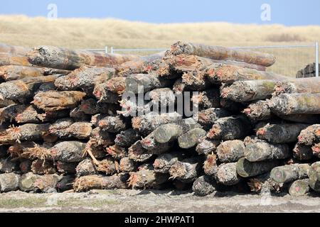 Wustrow, Allemagne. 02nd mars 2022. Derrière la digue de la station balnéaire Baltique de Wustrow, sur la péninsule de Fischland, se trouvent de vieux groynes qui ont été détruits par le boreur de bateaux (Teredo navalis). Le remplacement des 21 groynes coûtera 1,9 millions d'euros et durera de septembre 2021 à mai 2022. Les nouveaux groynes sont construits seAward à partir de bois tropical certifié qui peut résister à l'embarquer. Credit: Bernd Wüstneck/dpa-Zentralbild/ZB/dpa/Alay Live News Banque D'Images