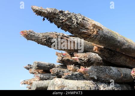 Wustrow, Allemagne. 02nd mars 2022. Derrière la digue de la station balnéaire Baltique de Wustrow, sur la péninsule de Fischland, se trouvent de vieux groynes qui ont été détruits par le boreur de bateaux (Teredo navalis). Le remplacement des 21 groynes coûtera 1,9 millions d'euros et durera de septembre 2021 à mai 2022. Les nouveaux groynes sont construits seAward à partir de bois tropical certifié qui peut résister à l'embarquer. Credit: Bernd Wüstneck/dpa-Zentralbild/ZB/dpa/Alay Live News Banque D'Images