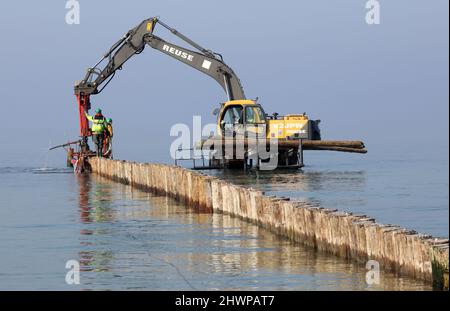 Wustrow, Allemagne. 02nd mars 2022. Détruit par le boreur du navire (Teredo navalis) sont de vieilles rondins de groyne stockés derrière la digue de la station Baltique de Wustrow. Le remplacement des 21 groynes coûte 1,9 millions d'euros et durera de septembre 2021 à mai 2022. Les nouveaux groynes doivent être construits (côté mer) à partir de bois tropical certifié qui peut résister à l'embarquer. Credit: Bernd Wüstneck/dpa-Zentralbild/ZB/dpa/Alay Live News Banque D'Images