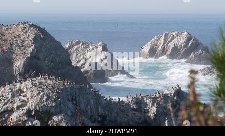 Troupeau de pélicans bruns sur la falaise, île rocheuse dans l'océan, paysage de point Lobos, faune de Monterey, côte californienne, États-Unis.Les grandes vagues se brisent, les oiseaux volent.Nombreux pelecanus nichant, colonie d'animaux sauvages. Banque D'Images