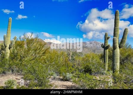 Grands cactus saguaro et buissons de créosote dans le parc national Saguaro près de Tucson, Arizona, États-Unis. Rare neige d'hiver sur les montagnes Silver Bell Banque D'Images