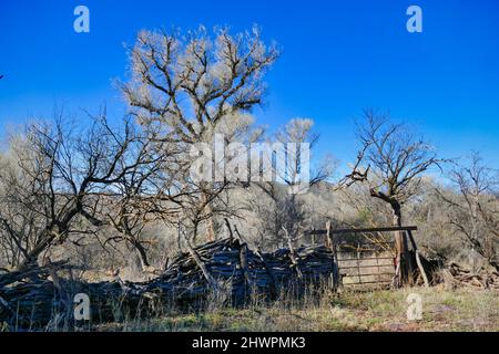 Le bois de coton et une vieille clôture en bois et en métal dans la réserve naturelle nationale de Buenos Aires, près de la frontière mexicaine près de Nogales, en Arizona. Banque D'Images