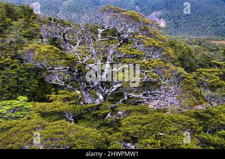 Vieux hêtre de montagne ronflé (Nothofagus solandri var. Cliffortioides) dans la forêt alpine du Mont Ruapehu, Île du Nord, Nouvelle-Zélande Banque D'Images