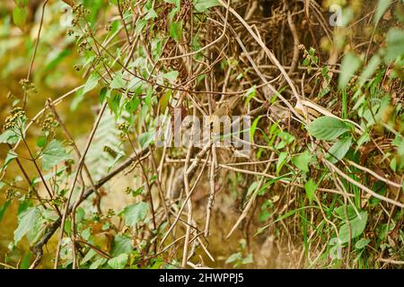 Une Babbler à chinned noir dans la sous-croissance épaisse à Sidhour, Himachal Pradesh, Inde Banque D'Images