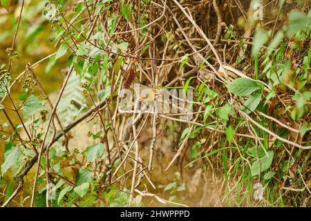 Une Babbler à chinned noir dans la sous-croissance épaisse à Sidhour, Himachal Pradesh, Inde Banque D'Images