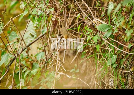 Une Babbler à chinned noir dans la sous-croissance épaisse à Sidhour, Himachal Pradesh, Inde Banque D'Images