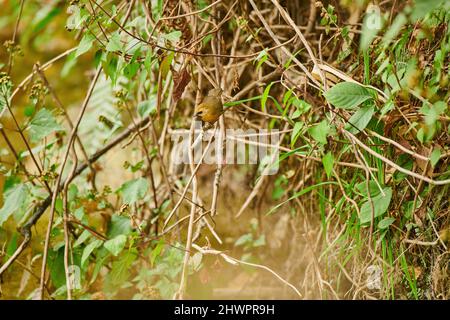 Une Babbler à chinned noir dans la sous-croissance épaisse à Sidhour, Himachal Pradesh, Inde Banque D'Images