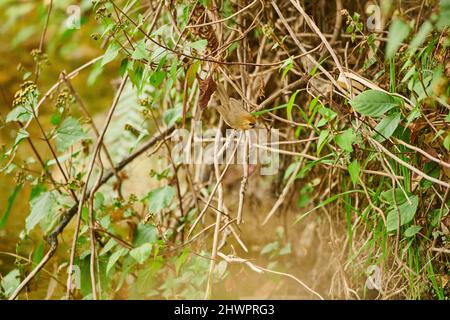 Une Babbler à chinned noir dans la sous-croissance épaisse à Sidhour, Himachal Pradesh, Inde Banque D'Images