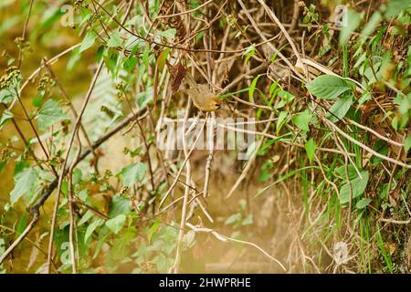 Une Babbler à chinned noir dans la sous-croissance épaisse à Sidhour, Himachal Pradesh, Inde Banque D'Images