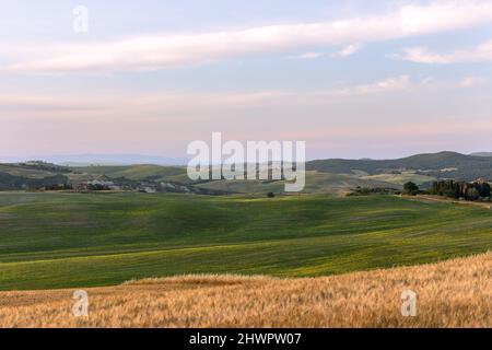 Paysage de campagne toscan aux couleurs contrastées de prairies jaunes et vertes. Val d'Orcia, Italie Banque D'Images