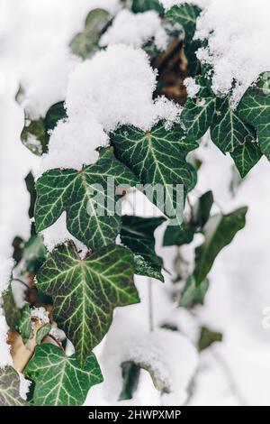 Feuilles vertes recouvertes de neige Banque D'Images