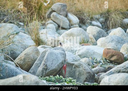 Un Redstart d'eau à capuchon blanc sur les rochers himalayens sur le ruisseau de Manooni près de Dharamshala, Himachal Pradesh, Inde Banque D'Images