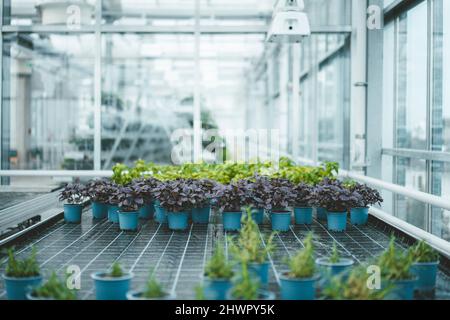 Plantes en pots disposées en laboratoire de serre Banque D'Images