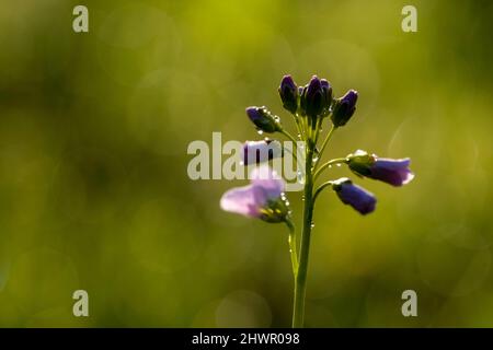 Fleur humide de cardamine pratensis le jour ensoleillé Banque D'Images