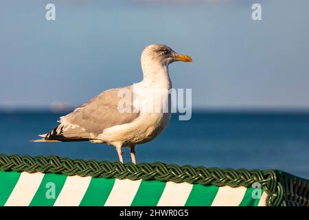 Mouette debout sur une chaise de plage à capuchon Banque D'Images