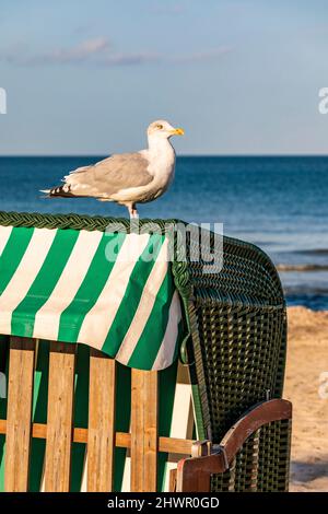 Mouette debout sur une chaise de plage à capuchon Banque D'Images