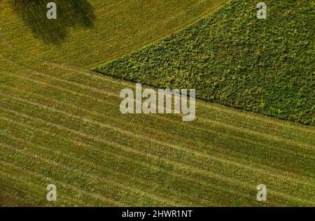 Vue de drone du champ vert fauchée Banque D'Images