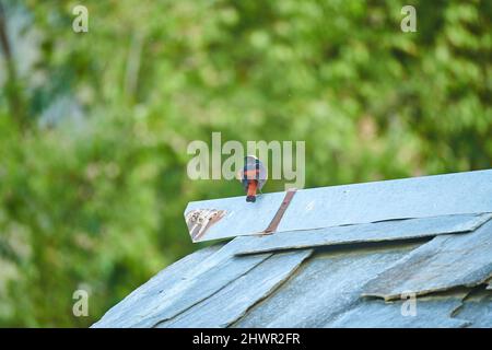 Eau à capuchon blanc Redstart sur un toit en ardoise à Sidhpur, Himachal Pradesh Inde Banque D'Images