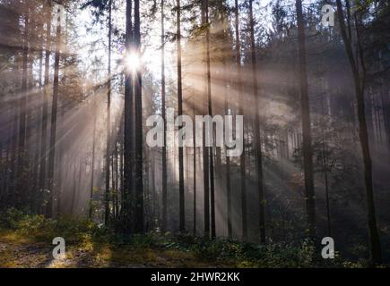 Le soleil levant brille à travers les branches des arbres forestiers Banque D'Images