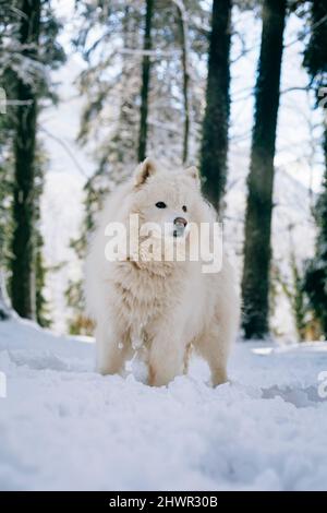 Chien Samoyed debout sur la neige Banque D'Images