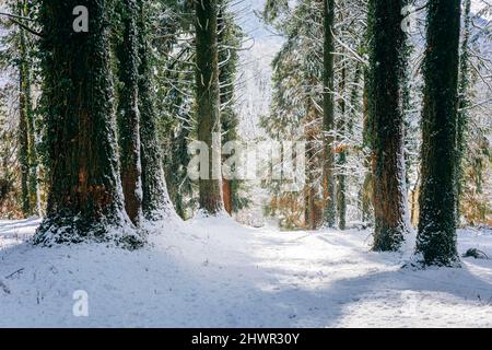 Neige sur le sentier au milieu des arbres en hiver Banque D'Images