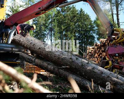 Bûcheron transportant le tronc d'arbre sur bulldozer en forêt Banque D'Images