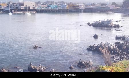 Maisons en bois colorées sur des pieux, des piliers ou des pylônes. Lion de mer, phoque tacheté et oiseaux mouettes, roche dans l'eau de l'océan. Old Fisherman's Wharf, port de la baie de Monterey, faune ou faune de la côte californienne, États-Unis. Banque D'Images