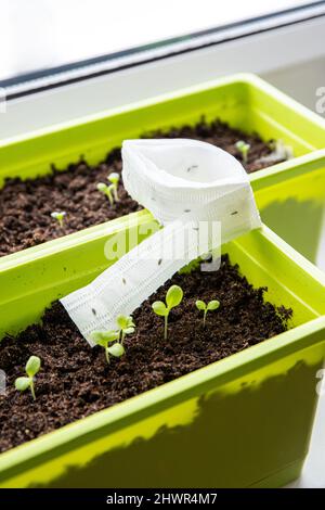 Culture de plantes de salade sur le seuil de la fenêtre d'accueil au printemps à partir de ruban de graines de papier blanc, la sorcière a des graines de plante à l'intérieur. Pour une croissance plus facile et une meilleure division. SHA Banque D'Images