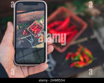 Homme prenant la photo des piments rouges dans le panier Banque D'Images