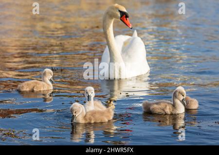 Cygnes adultes nageant avec cygnets sur l'eau Banque D'Images