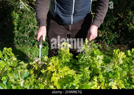 Senior gentleman jardinier utilise l'outil de jardinage à main pour avoir tendance à cultiver des légumes qui poussent dans le jardin. Banque D'Images