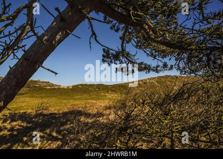 Callantsog, pays-Bas, février 2022. Le paysage des dunes de la réserve naturelle de Zwanenwater à Callantsoeg. Photo de haute qualité Banque D'Images