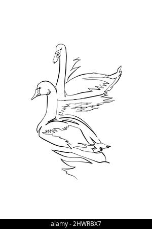OIE et cygne, dessin, ligne continue avec aquarelle Illustration de Vecteur