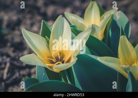 hybride de tulipe jaune nain avec feuilles vertes Banque D'Images