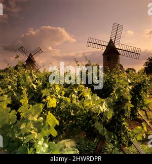 Moulins à vent de Calon en vignoble, montagne, près de Saint-Emilion, Nouvelle-Aquitaine, France, Europe Banque D'Images