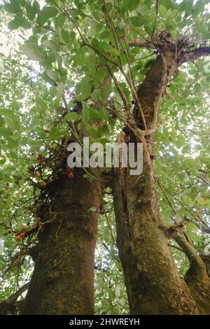 Arbres qui poussent le long des rives de la rivière Ewaso Ngiro au Kenya Banque D'Images