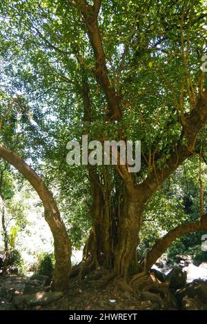 Arbres qui poussent le long des rives de la rivière Ewaso Ngiro au Kenya Banque D'Images