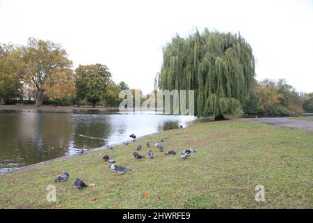 Fille qui court avec des pigeons dans le Regent Park de Londres Banque D'Images