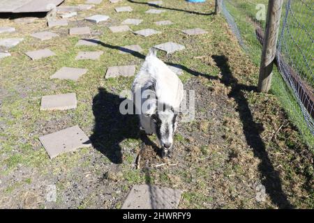 Cameroun chèvre pygmée également connu sous le nom de Cameroun Dwarf Goat, originaire de la vallée du Cameroun en Afrique de l'Ouest. Banque D'Images